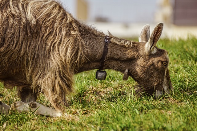 Kambing Perah Toggenburg (Pixabay)