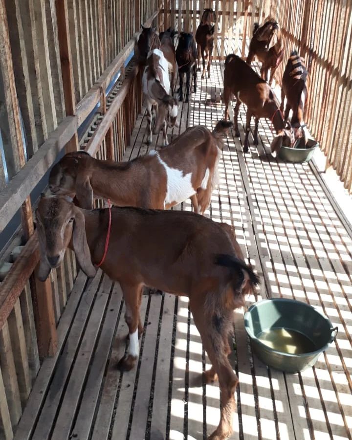 Mengenal Pentingnya Kandang Koloni Dan Individu Untuk Kambing Sri Lestari Farm