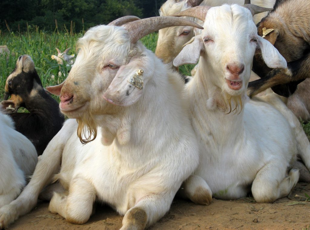 Kambing Kiko