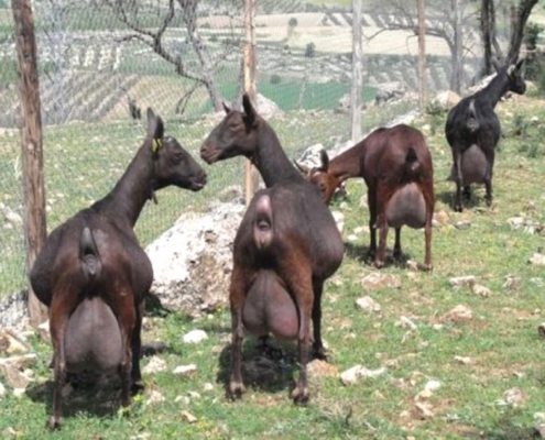 Kambing Murciano Granadina/ Dok Rosy Farm